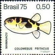 Parrot Puffer (Colomesus psittacus)