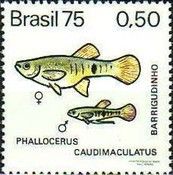Spottail Mosquitofish (Phallocerus caudimaculatus)