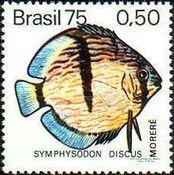 Red Discus (Symphysodon discus) 