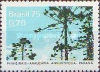 Araucaria angustifolia