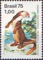 Giant Otter (Pteronura brasiliensis)