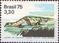 Yacare Caiman (Caiman yacare)