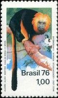 Golden Lion Tamarin (Leontopithecus rosalia) - see Descripti