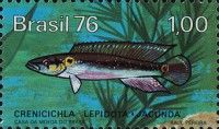 Comb Pike Cichlid (Crenicichla lepidota)