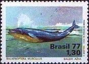 Blue Whale (Balaenoptera musculus)