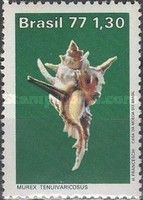 Thin-bladed Murex (Murex tenuivaricosus)