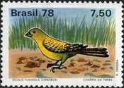 Saffron Finch (Sicalis flaveola)