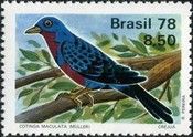 Banded Cotinga (Cotinga maculata) 