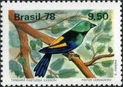 Seven-coloured Tanager (Tangara fastuosa) 
