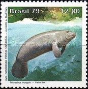 Amazonian Manatee (Trichechus inunguis)