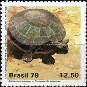 Arrau River Turtle (Podocnemis expansa) 