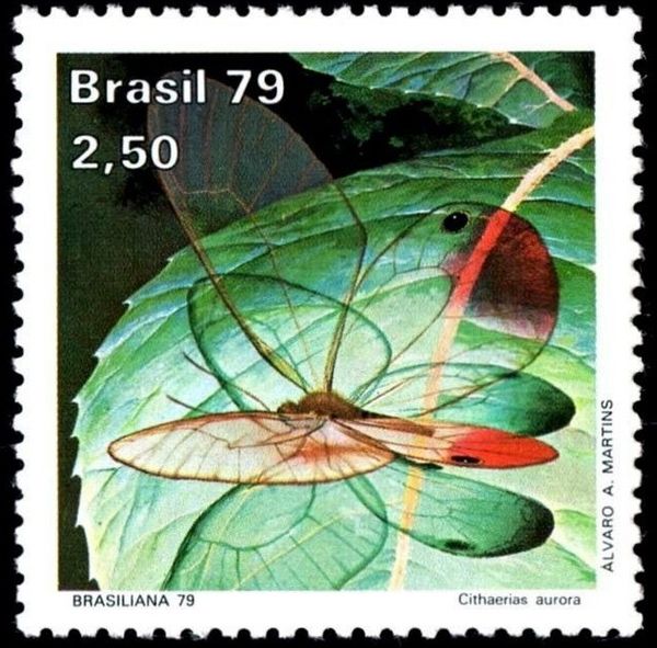 Pink Glasswing (Cithaerias aurora)