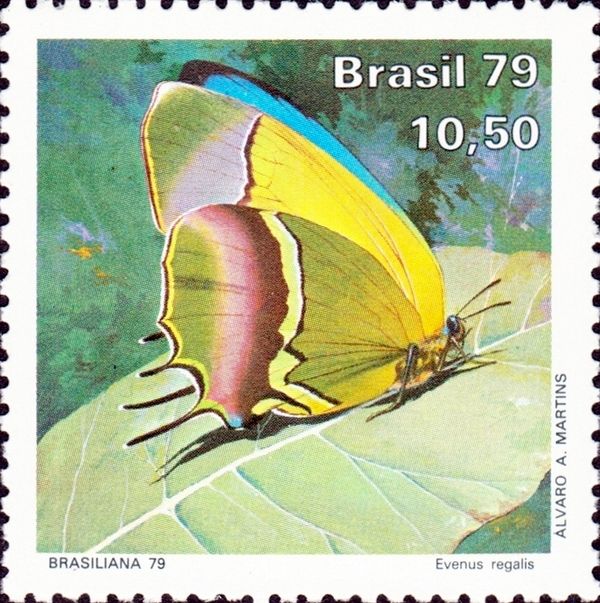 Regal Hairstreak (Evenus regalis)