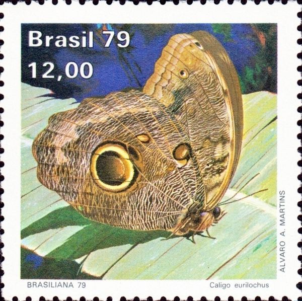 Forest Giant Owl (Caligo eurilochus)