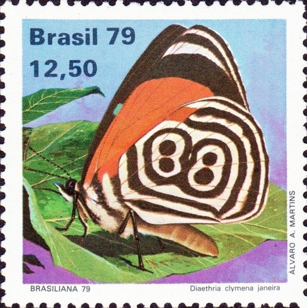 Cramer's Eighty-eight (Diaethria clymena ssp. janeira)
