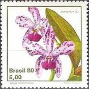 Cattleya amethystoglossa