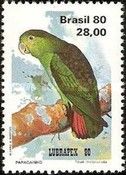 Brown-backed Parrotlet (Touit melanonota)
