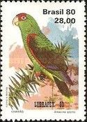 Red-spectacled Parrot (Amazona pretrei)