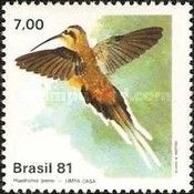Planalto Hermit (Phaethornis pretrei)