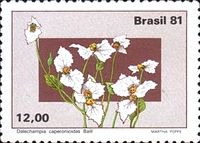 Dalechampia caperonoides
