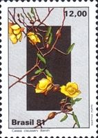 Cassia clausseni