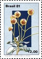 Eremanthus sphaerocephalus