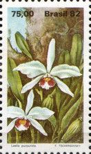 Laelia purpurata