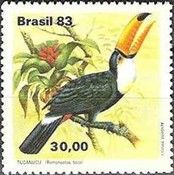 Toco Toucan (Ramphastos toco)
