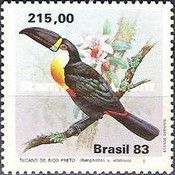 Channel-billed Toucan (Ramphastos vitellinus)