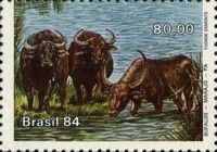 Water Buffalo (Bubalus bubalis)