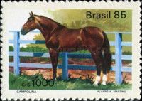 Camponila (Equus ferus caballus)