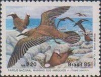 Brown Noddy (Anous stolidus)