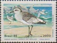 Grey Plover (Pluvialis squatarola)