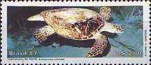 Hawksbill Turtle (Eretmochelys imbricata)