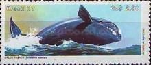 Southern Right Whale (Eubalaena australis)