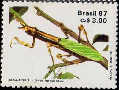 Mantis (Zoolea lopiceps)