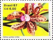 Cattleya guttata