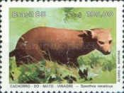 Bush Dog (Speothos venaticus) 