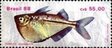 River Hatchetfish (Gasteropelecus sternicla)
