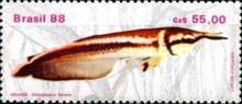 Black Arowana (Osteoglossum ferreirai) 