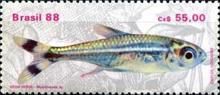 Bandtail Tetra (Moenkhausia dichroura)