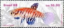 Xavante Killifish (Cynolebias xavantei)