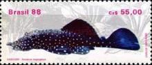 Starlight Bristlenose Pleco (Ancistrus hoplogenys)