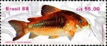 Emerald Catfish (Brochis splendens)