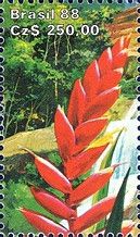 Bromeliad (Vriesia ensiformis)