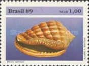 Sea Snail (Morum matthewsi)