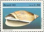 Travassos's Ancilla (Agaronia travassosi)