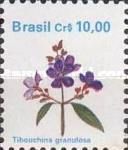 Tibouchina granulosa