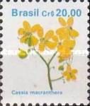 Cassia macranthera