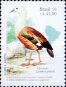 Orinoco Goose (Neochen jubata)